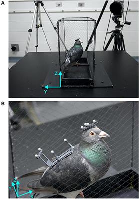 Head Stabilization in the Pigeon: Role of Vision to Correct for Translational and Rotational Disturbances